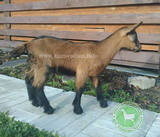 Кьянти Irina Boyko