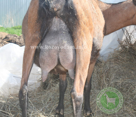 Олеша 3 ЛПХ Смирновских