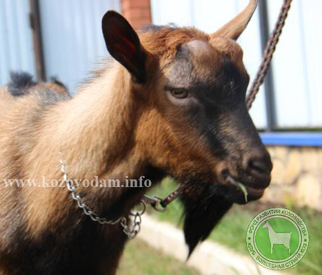 Норис 1 ЛПХ Бойко