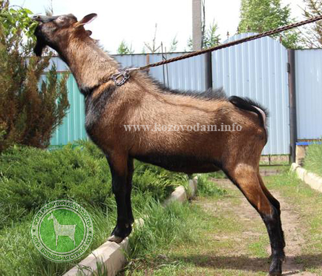 Норис 3 ЛПХ Бойко