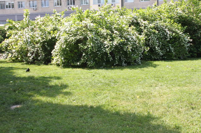 Чайная беседка