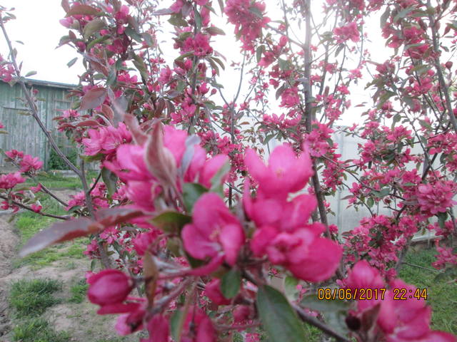 Кафе "У пани Сони"