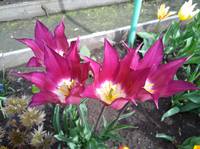 VFL.RU - ваш фотохостинг