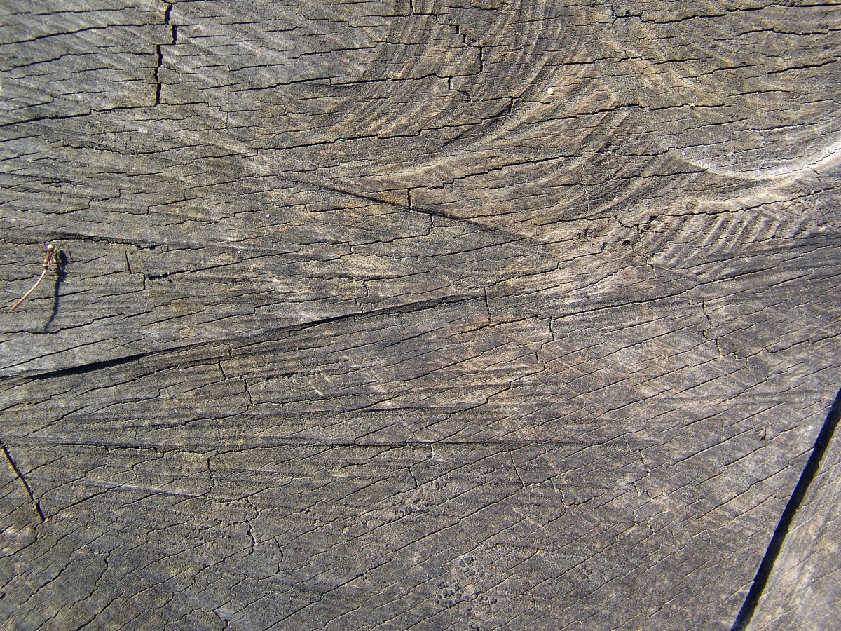 wood 01 (1)