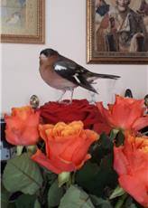 http://images.vfl.ru/ii/1527546744/3d3fefd3/21913997_m.jpg