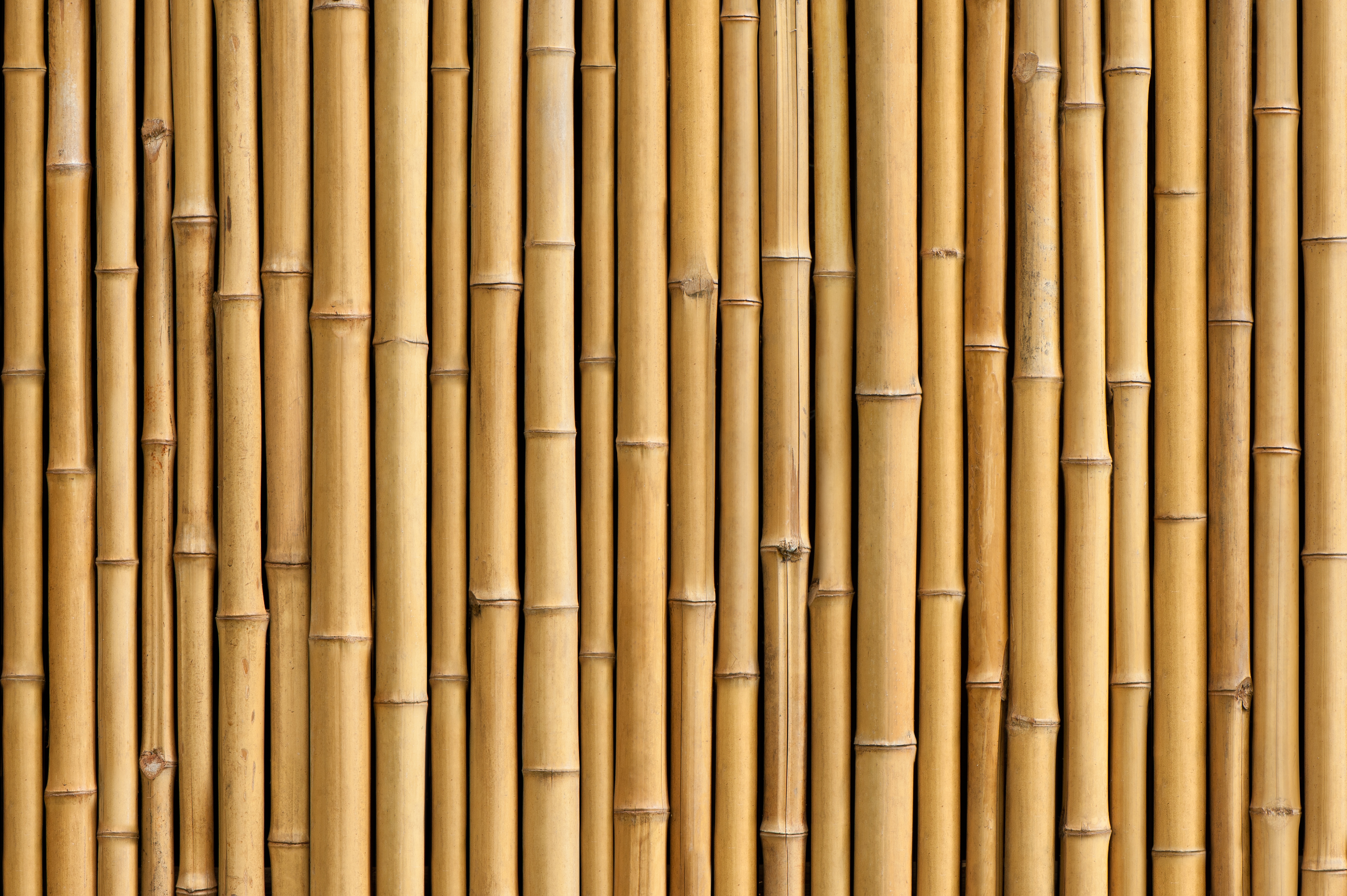 bamboo (6)