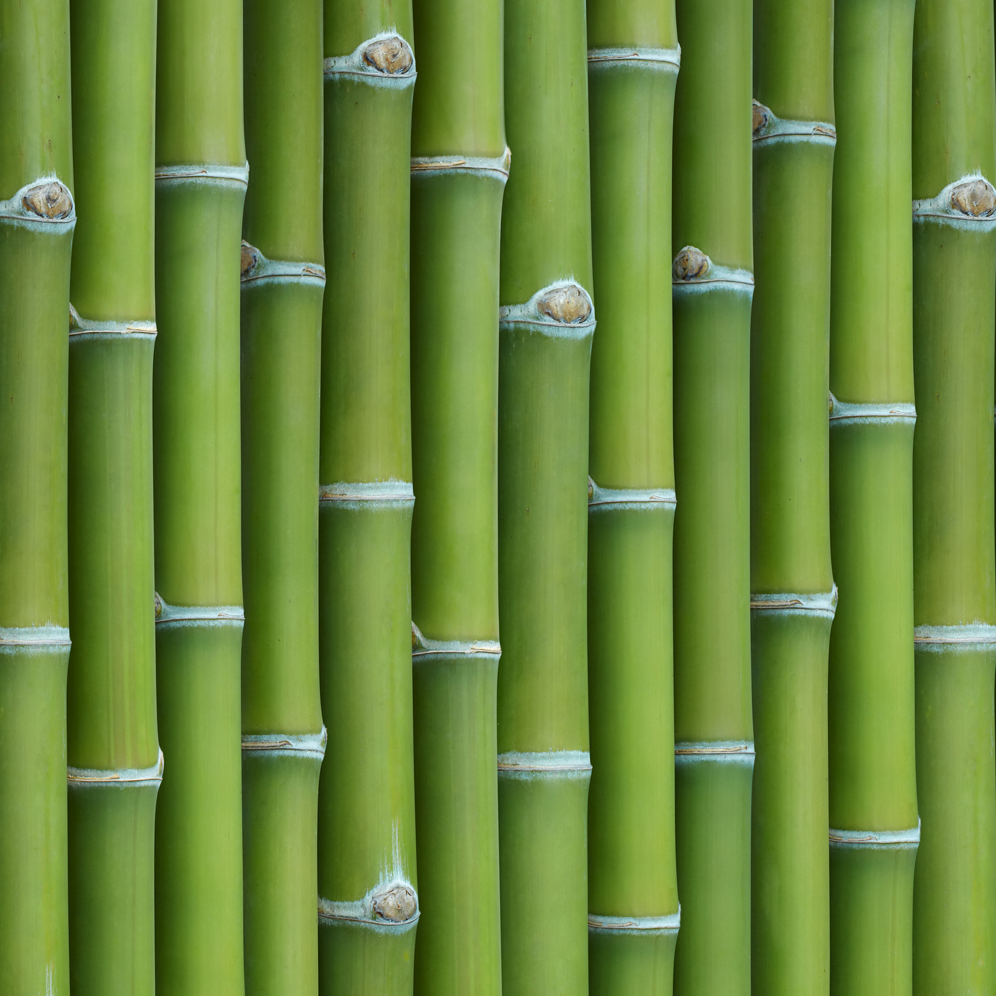 bamboo (8)