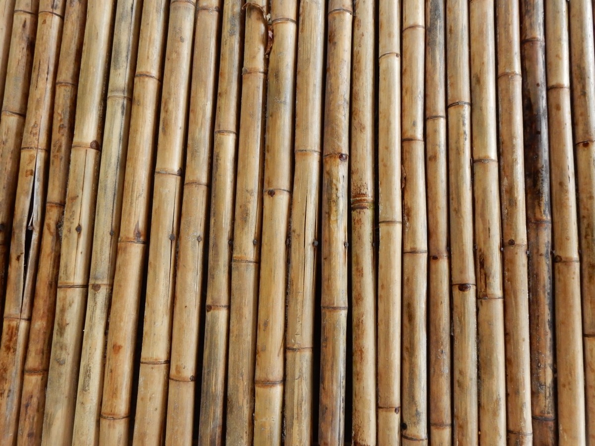 bamboo (9)
