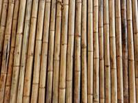 bamboo (9)