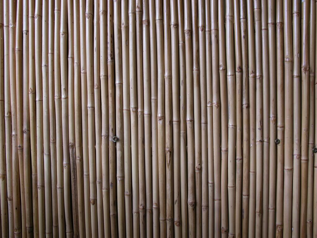 bamboo (13)