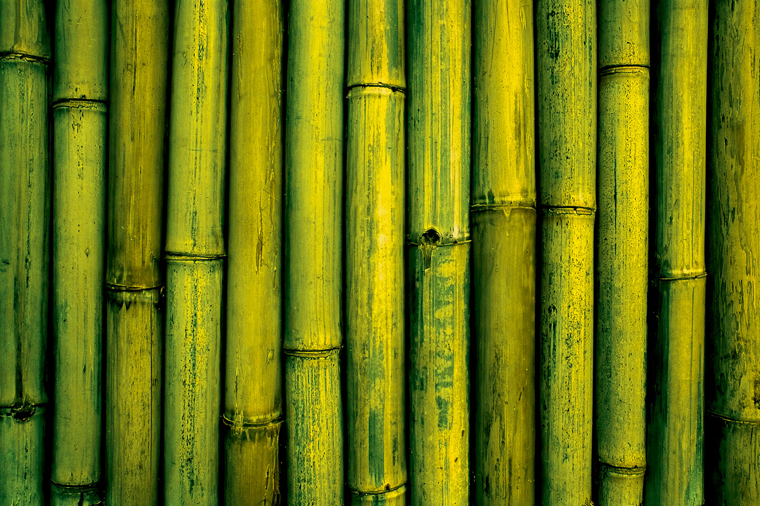 bamboo (22)