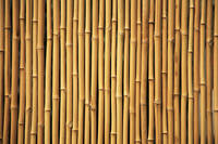 bamboo (26)