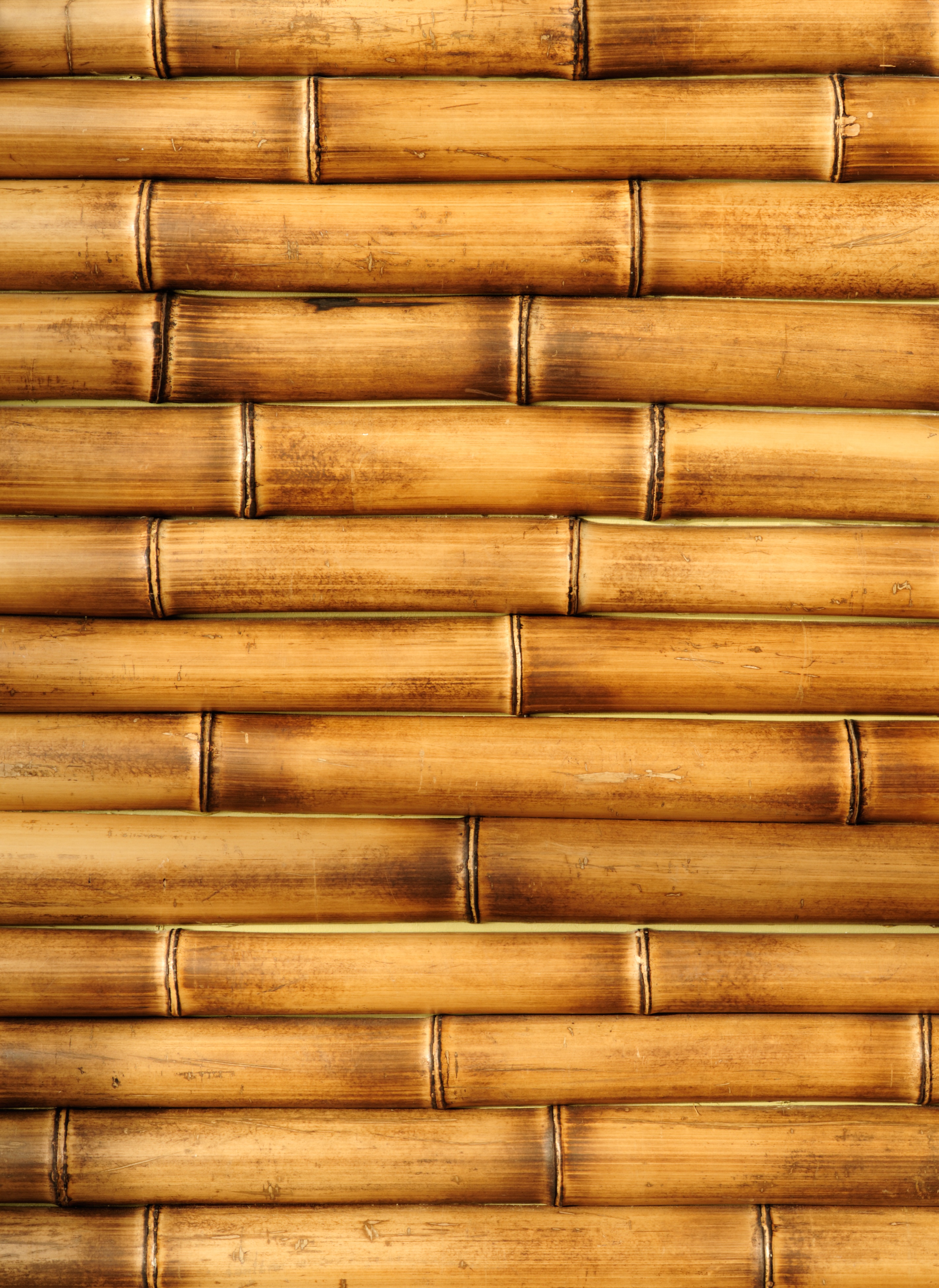 bamboo (29)