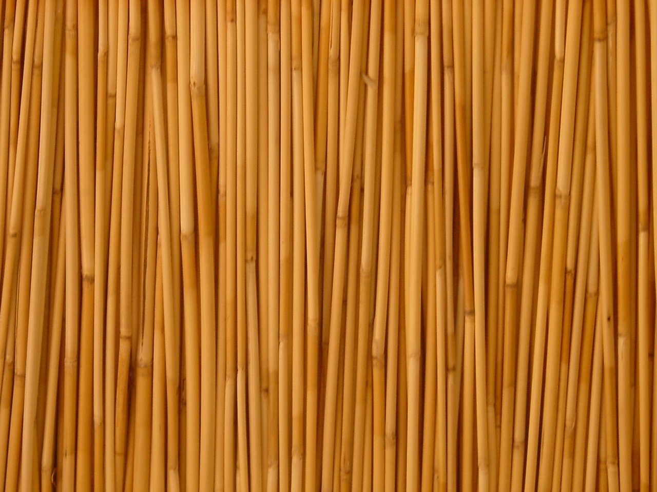 bamboo (32)