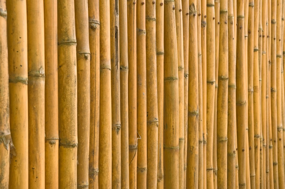 bamboo (30)