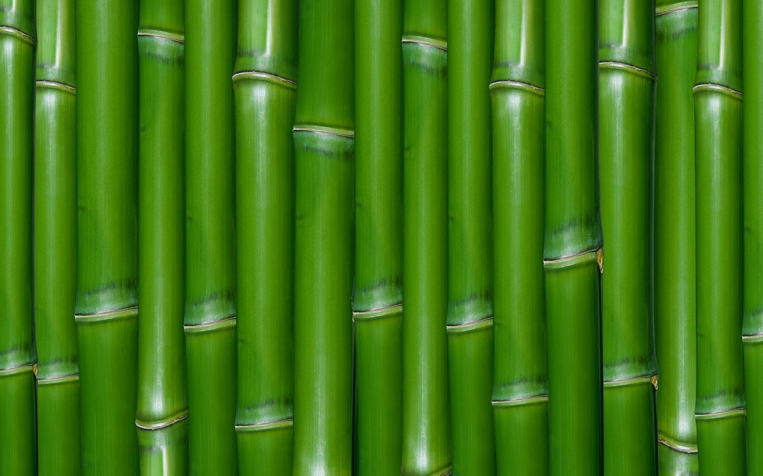 bamboo (36)