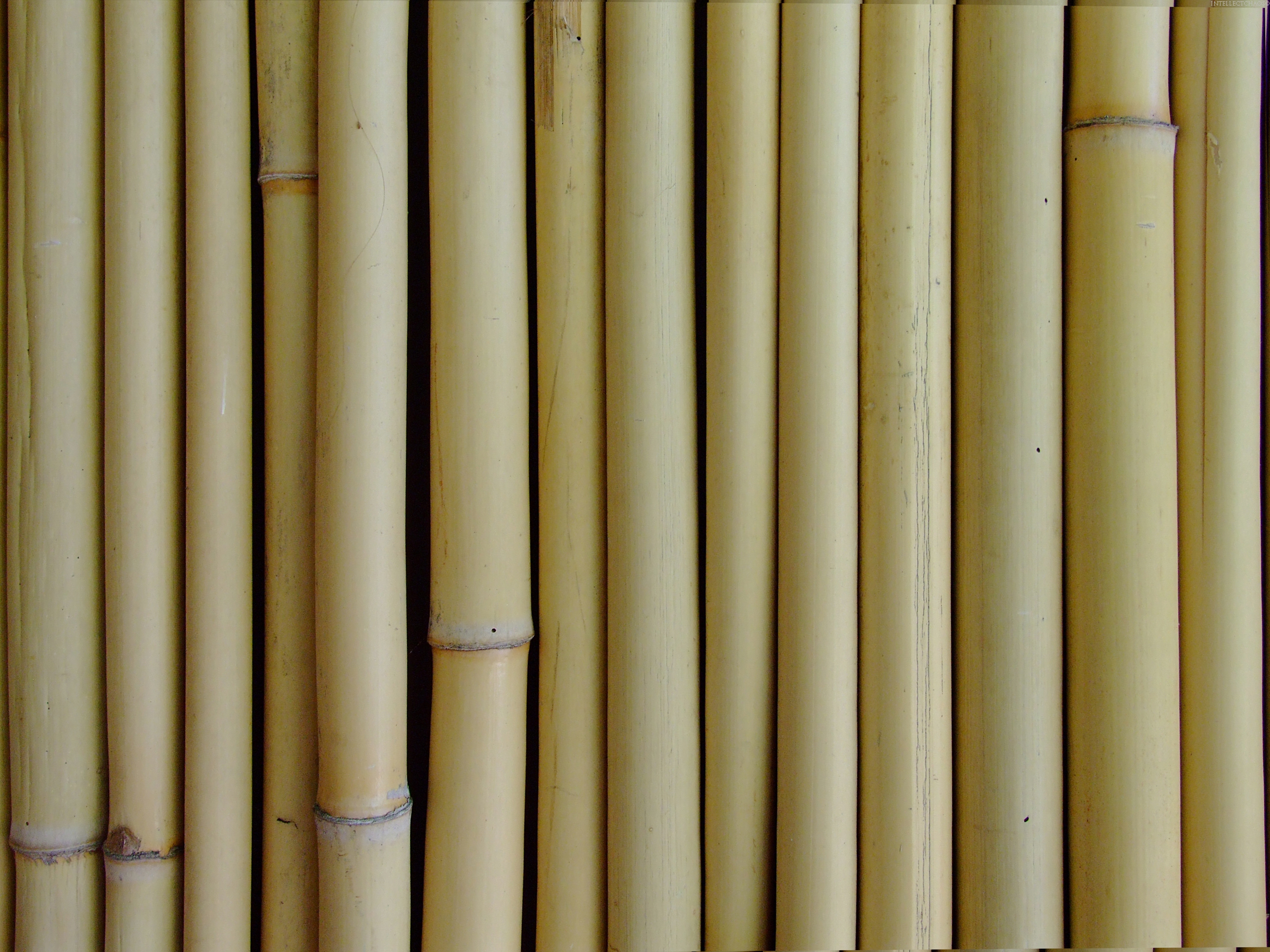 bamboo (35)