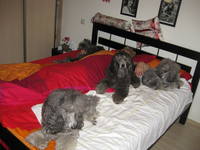 июль13 022 Утка в яблоках