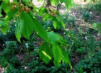 В красках мая, на даче...