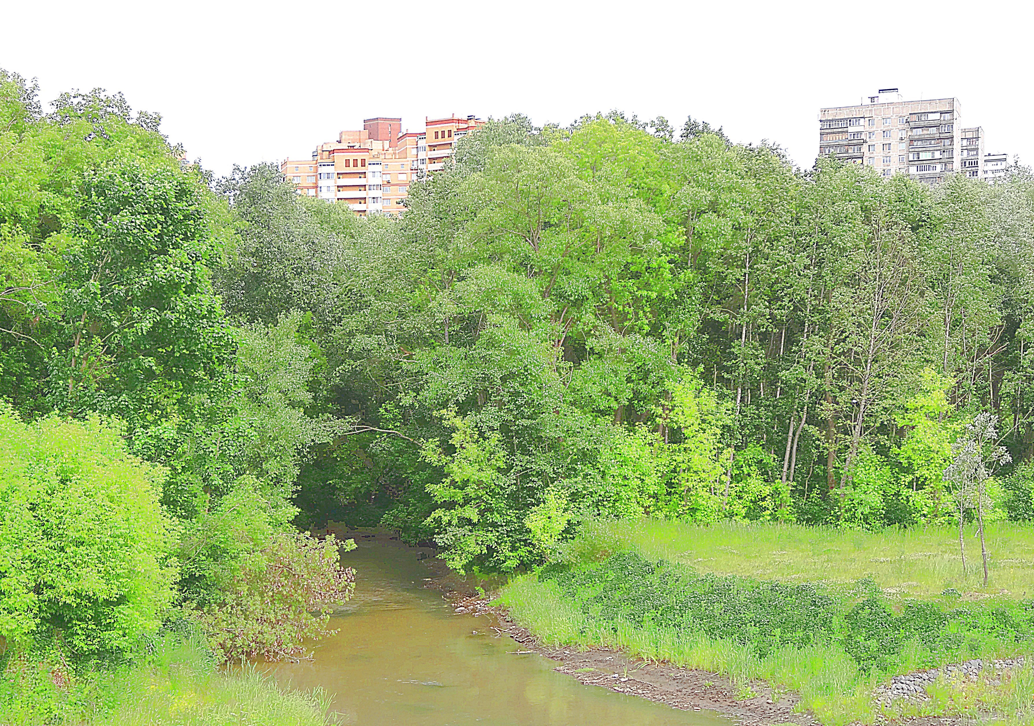 Долина р. Сетунь возле Нежинской ул. в Матвеевском. Фото Морошкина В.В.