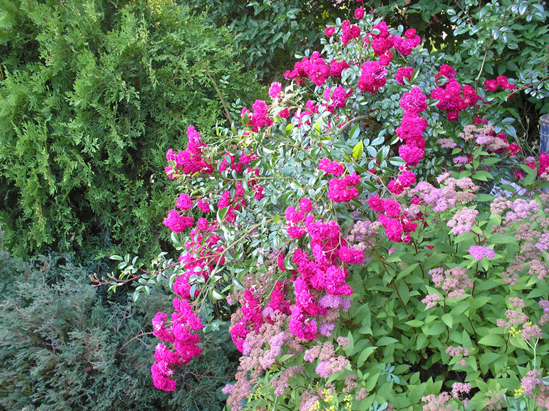 момо 14.06.18 800.