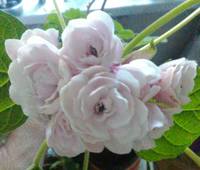 VFL.RU - ваш фотохостинг