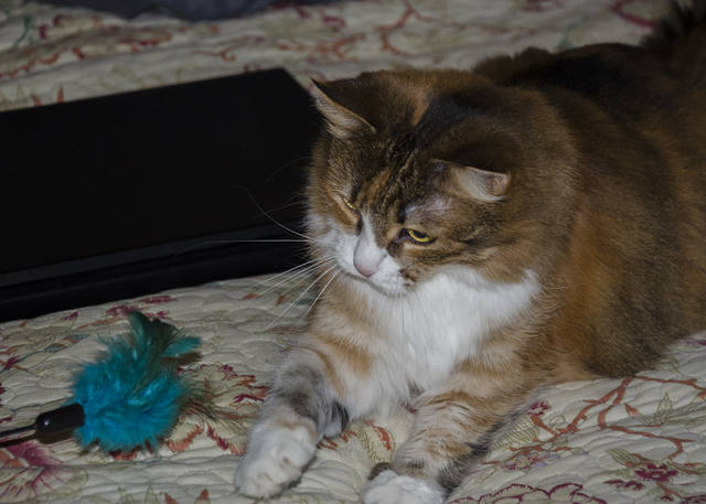 Кошки в нашей жизни. Кошки и все, что с ними связано.