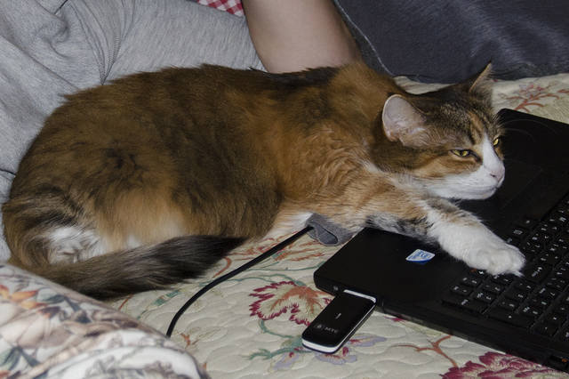 Кошки в нашей жизни. Кошки и все, что с ними связано.