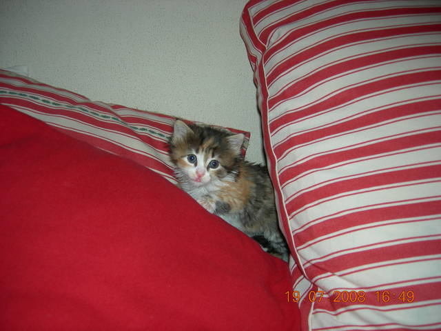 Кошки в нашей жизни. Кошки и все, что с ними связано.