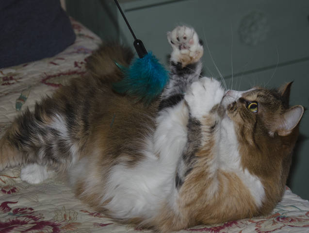 Кошки в нашей жизни. Кошки и все, что с ними связано.