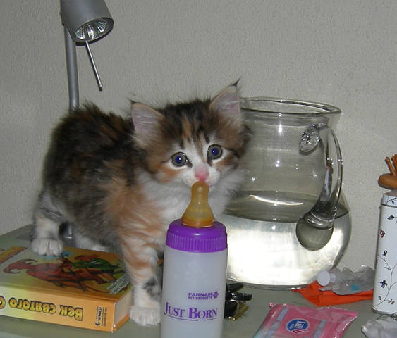 Кошки в нашей жизни. Кошки и все, что с ними связано.