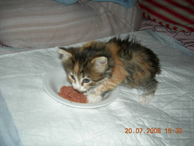 Кошки в нашей жизни. Кошки и все, что с ними связано.