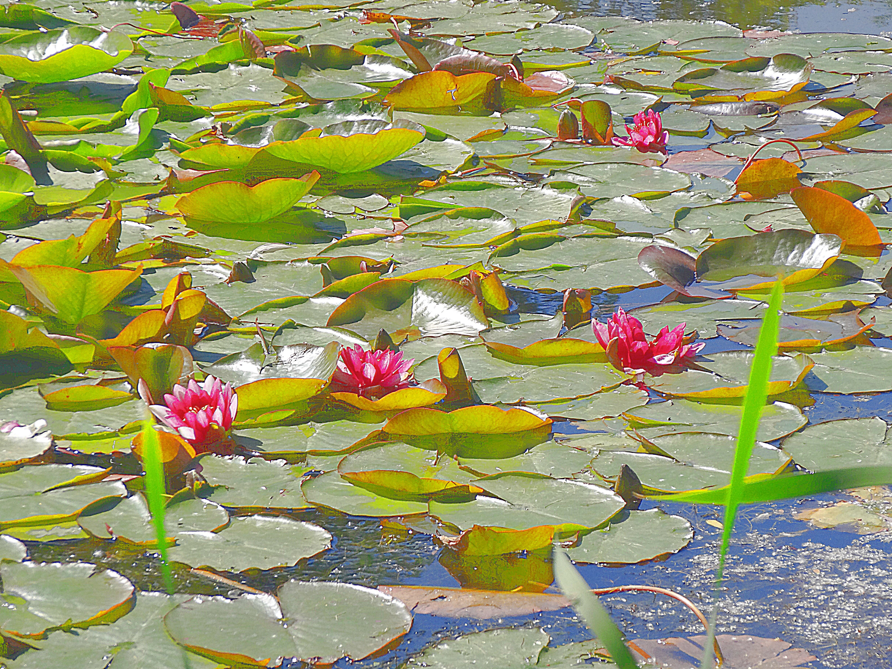 Красные лотосы на пруду в Раменском парке. Фото Морошкина В.В.