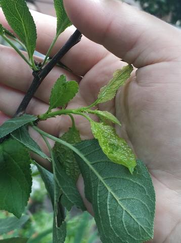 Зображення