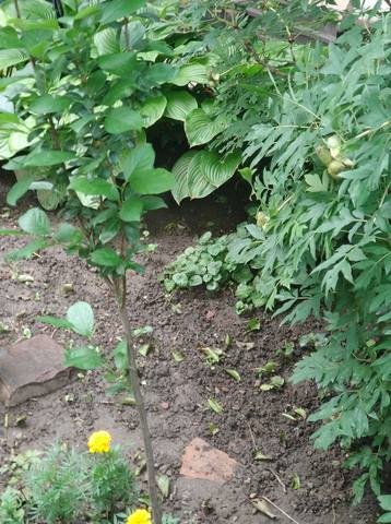 Зображення