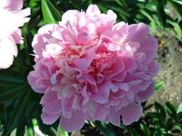 VFL.RU - ваш фотохостинг