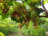 VFL.RU - ваш фотохостинг