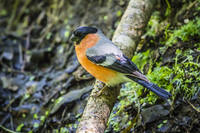 VFL.RU - ваш фотохостинг