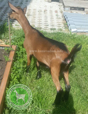 Чунга 3 ЛПХ Смирновских