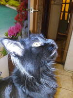 VFL.RU - ваш фотохостинг