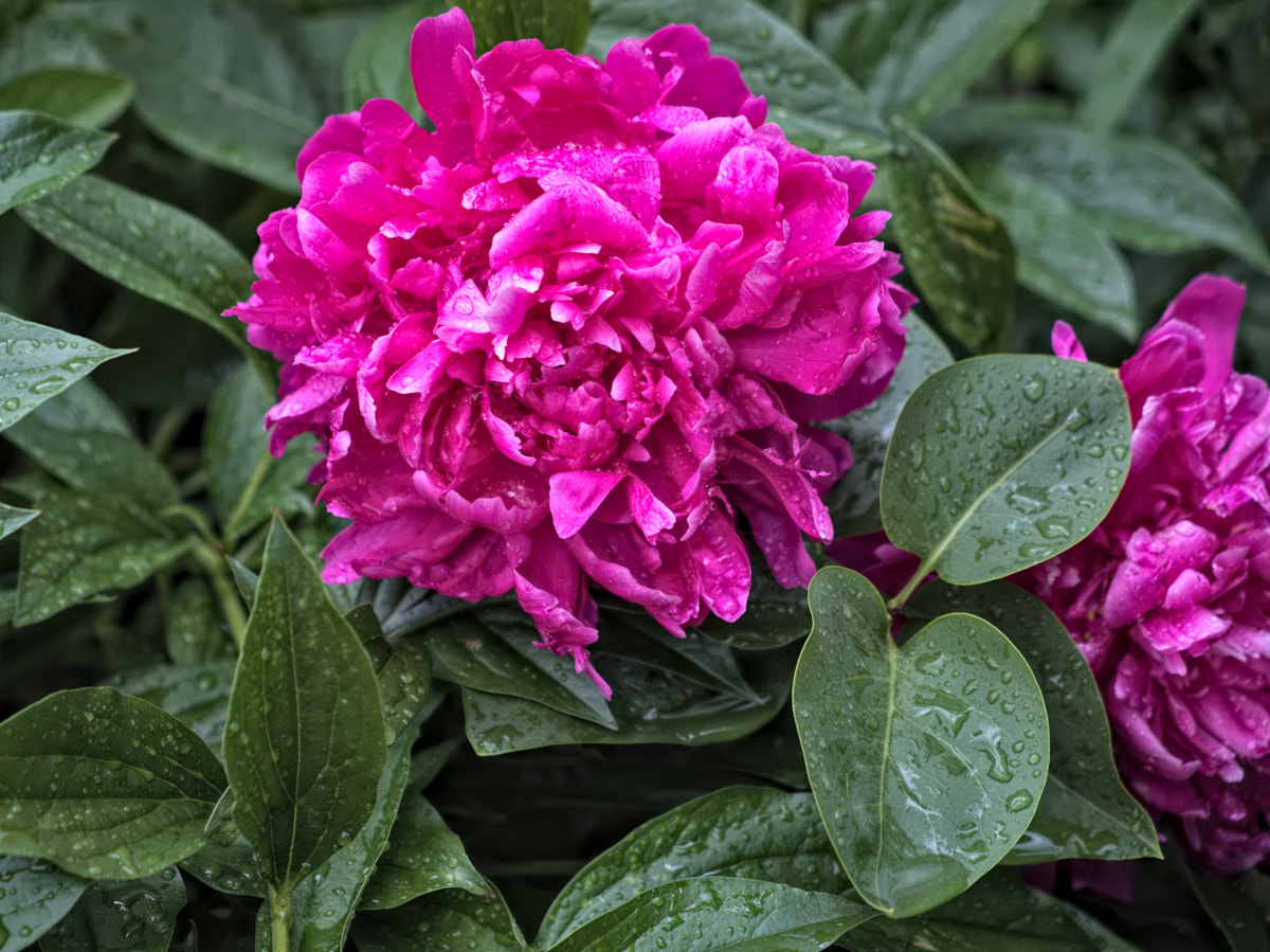 peony after rain