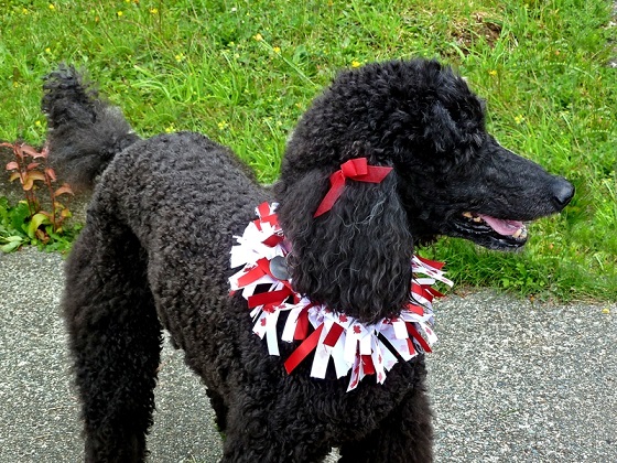 Canada-Day-dog5