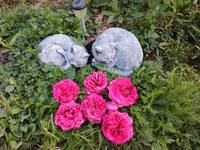 Кошки в нашей жизни. Кошки и все, что с ними связано.