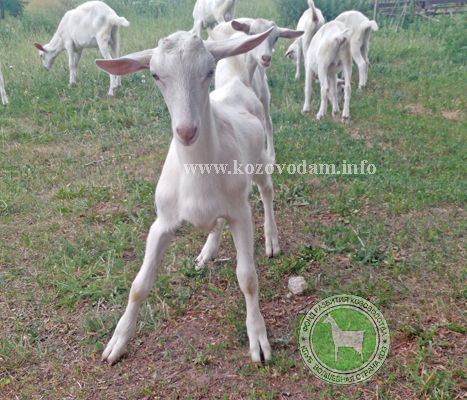 Грай talanov2011