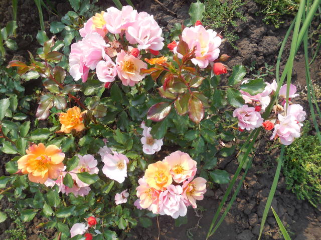 Розы цветут - Страница 16 22498209_m