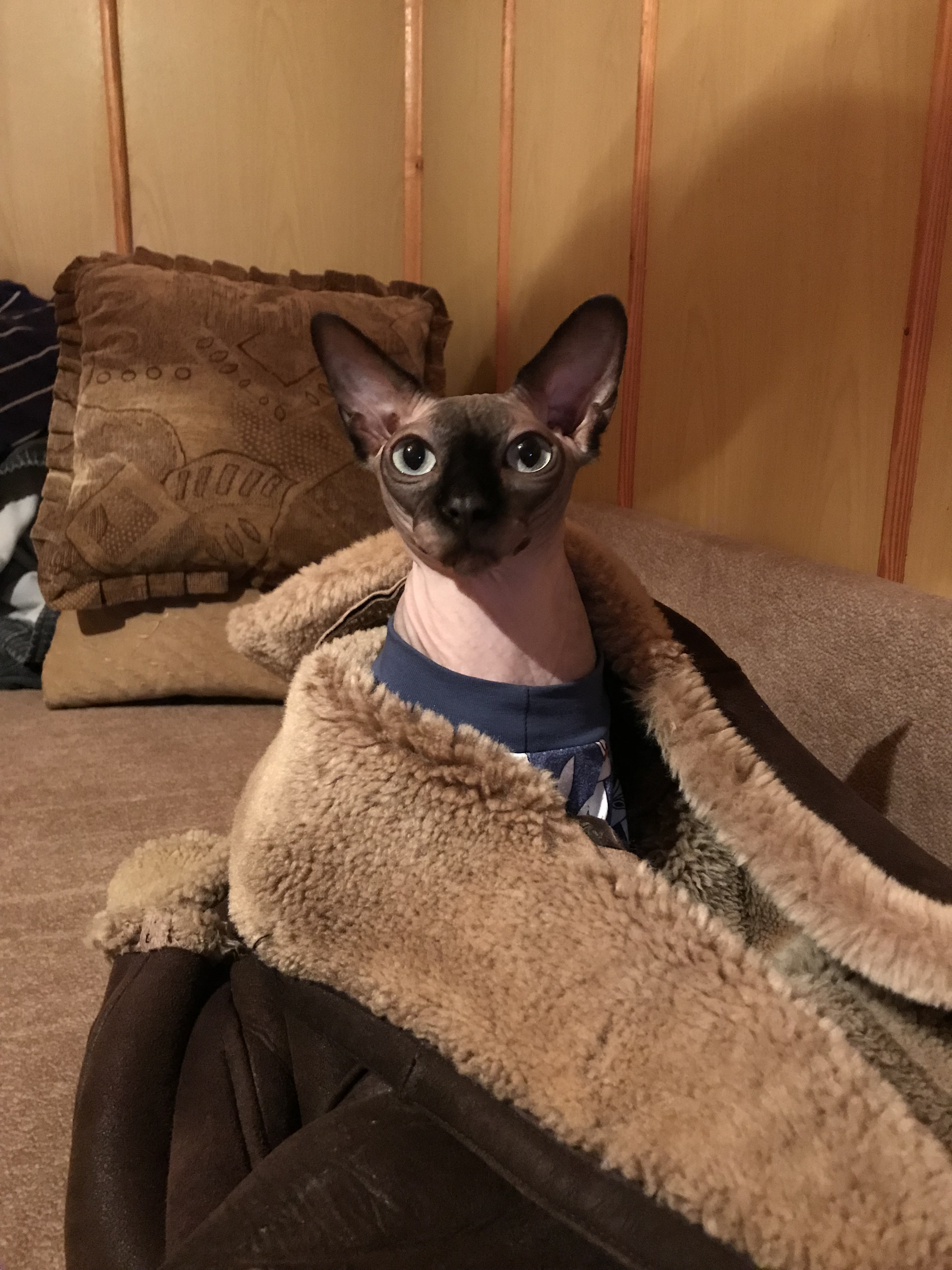 Кошки в нашей жизни. Кошки и все, что с ними связано.