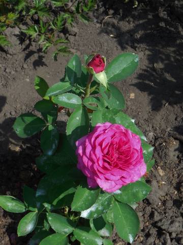 Розы цветут - Страница 20 22534412_m