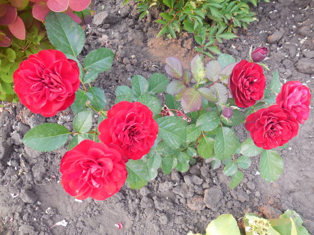 Розы цветут - Страница 20 22534413_m