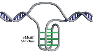 019-dna-i-motif-structure-living-cells-1[1]