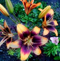 VFL.RU - ваш фотохостинг